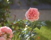 roses anciennes